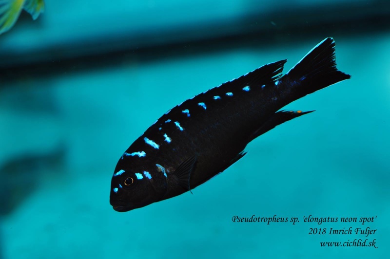 Chindongo sp. 'elongatus spot'